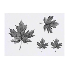 4 x 'Maple Leaf' Temporary Tattoos - Water Resistant, Skin-Safe, Non-Toxic Transfers, Mixed Sizes (TO00084570)