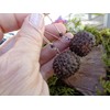 ⊱✿ EXOTISCHE BAUMNUSS OHRRINGE IN DUNKELBRAUN✿⊰⊹ lange Kidney - Haken