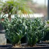 200PCS/BAG Green Succulents for DIY Bonsai and Potted Flowers -