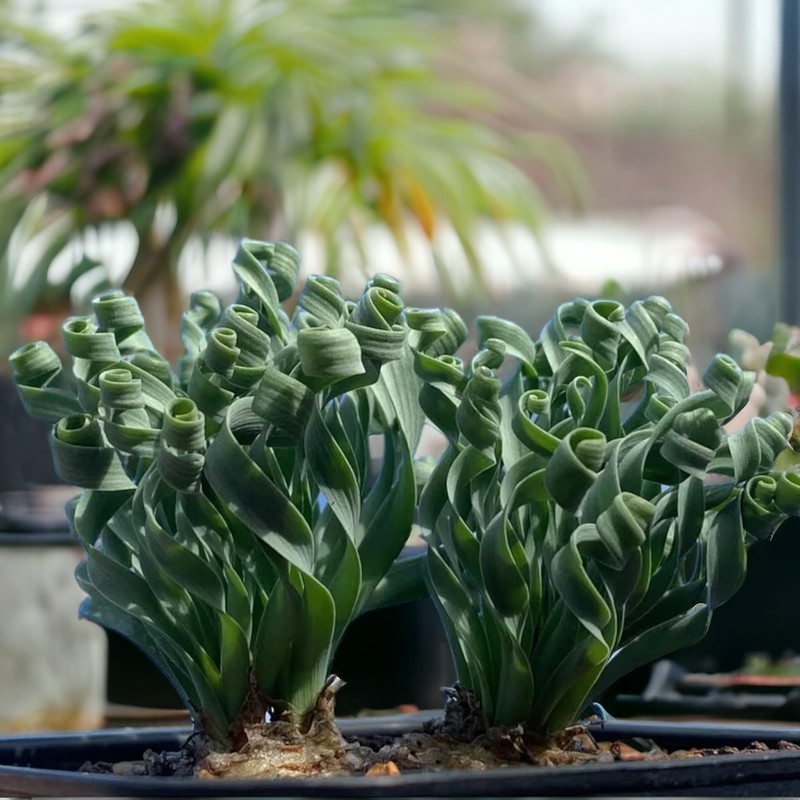 200PCS/BAG Green Succulents for DIY Bonsai and Potted Flowers -