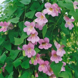 Outsidepride Asarina Rose Flowering Vine Seed - 200 Seeds