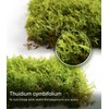 Fresh Thuidium Moss 8"x8" – Live Moss Sheet for Terrariums,