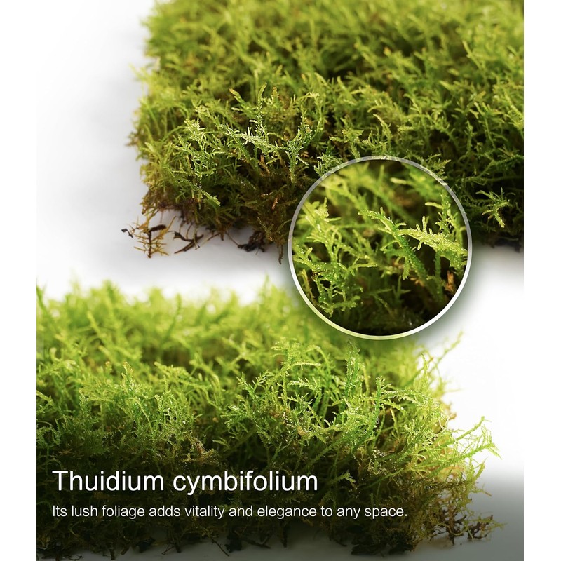 Fresh Thuidium Moss 8"x8" – Live Moss Sheet for Terrariums,