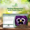 Outsidepride Viva La Violet Viola Pansy Seeds for Planting -