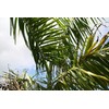 Royal Palm | Seed Grow Kit | The Jonsteen Company