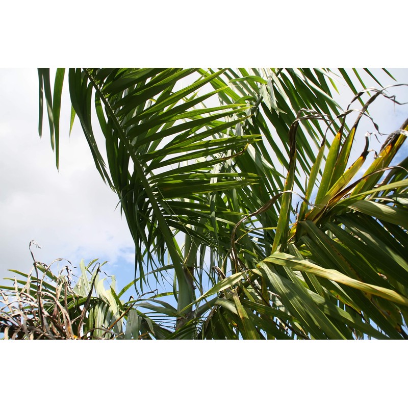 Royal Palm | Seed Grow Kit | The Jonsteen Company