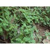 Foodherbs Bhumi Amla Powder | 200 g / 0.44 Lbs