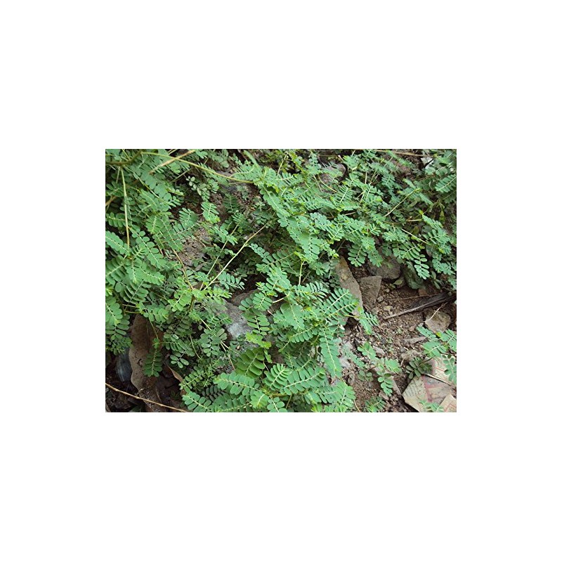 Foodherbs Bhumi Amla Powder | 200 g / 0.44 Lbs