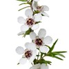 MANUKA (Leptospermum Scoparium) BIO - 5mL - Olio Essenziale di
