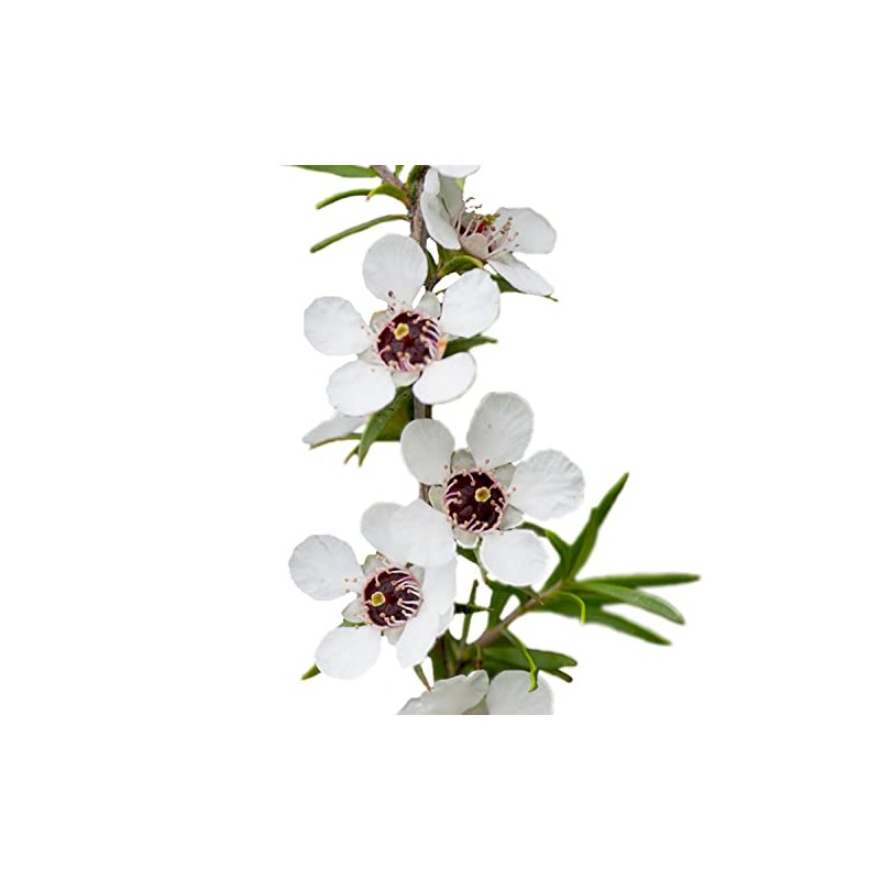 MANUKA (Leptospermum Scoparium) BIO - 5mL - Olio Essenziale di