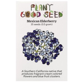 Plant Good Seed Mexican Elderberry Blue Tree Seeds Sambucus Creamy Elderflowers USA Grown NO GMO