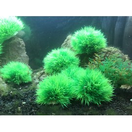 BEGONDIS 4Pcs Aquarium Decorations Fish Tank Artificial Green Water Plants Made of Soft Plastic