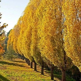 CZ Grain 2 Lombardy Poplar Trees Live Cuttings Rare and Unique Privacy Tree Grows Fast
