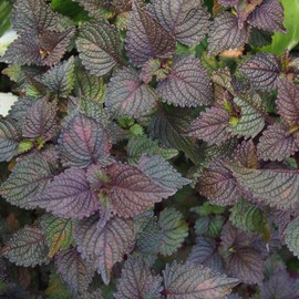 1500 Seeds - Vietnamese Perilla Seeds (Perilla Frutescens) | Shiso Tía Tô Seeds Wild Vietnamese Basil or Purple Perilla Purple Mint Seeds | for Home Vegetable Gardens - The Rike