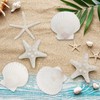 TaoQ C 15 PCS Starfish and Scallop Shells, 5cm-10cm Natural