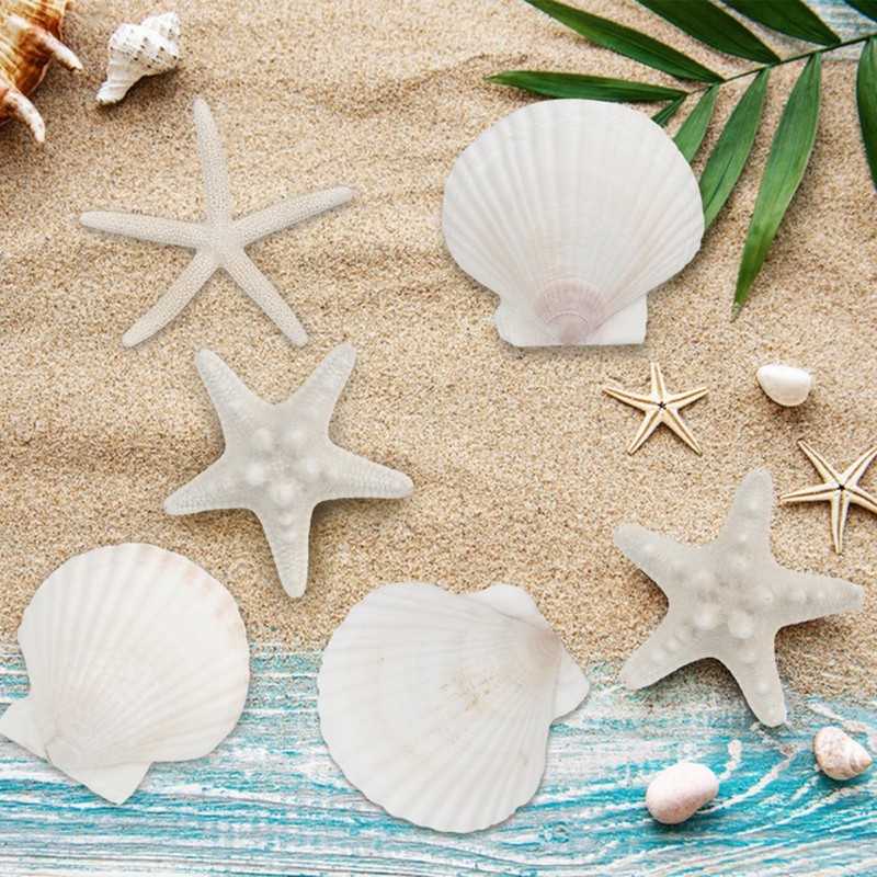 TaoQ C 15 PCS Starfish and Scallop Shells, 5cm-10cm Natural