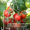 SANOU Tomato Hooks Pack of 100 Tomato Hooks with 60