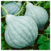 Everwilde Farms - 1 Lb Organic Blue Hubbard Winter Squash