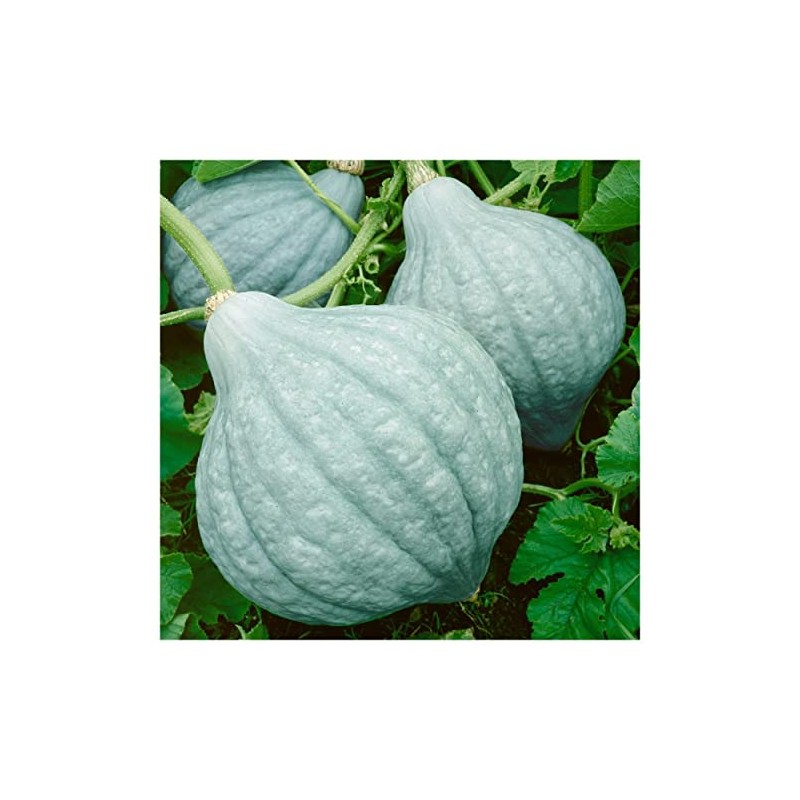 Everwilde Farms - 1 Lb Organic Blue Hubbard Winter Squash