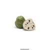 Tree 1 Cherimoya Live Plant Seedling Fruit Tree 10” Ready
