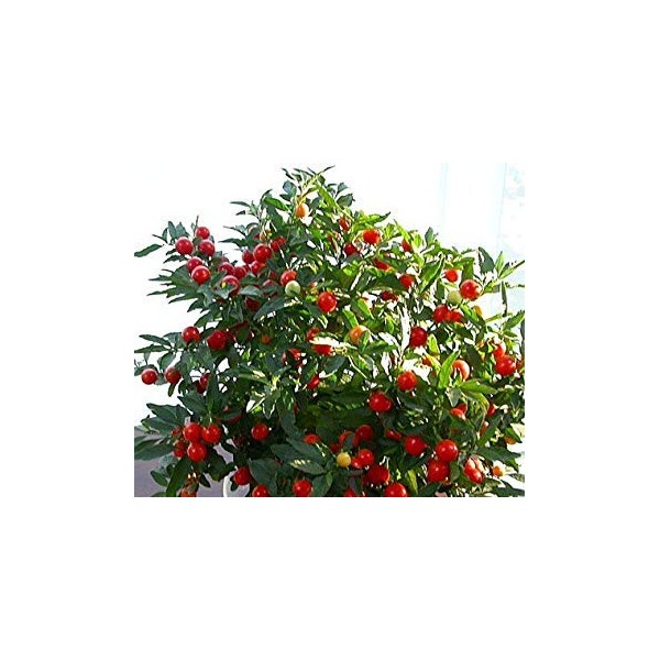 Jerusalem Cherry 15 Seeds - Solanum - House Plant
