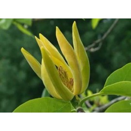 Buy Rare Seeds Magnolia acuminata | Cucumber Tree | 10_Seeds