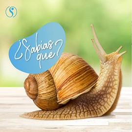 Sheló NABEL - Crema Baba de Caracol Facial | Regeneradora de piel | Desvanece cicatrices, líneas de expresión, acné - Daily Care