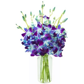 KaBloom PRIME NEXT DAY DELIVERY - Fall Collection - Exotic Sapphire Orchid Bouquet of 10 Blue Orchid with Vase.Gift for Birthday,Anniversary, Get Well, Thank You,Valentine, Mother’s Day Fresh Flowers
