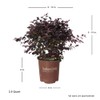 Southern Living Plant Collection 2.5 Qt - Red Diamond Compact
