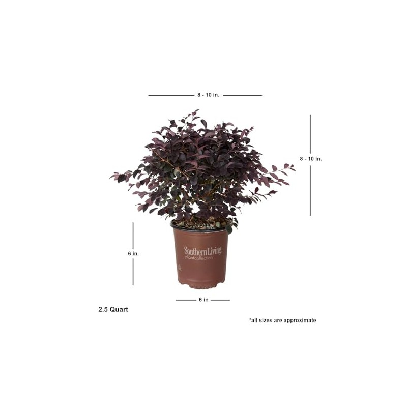 Southern Living Plant Collection 2.5 Qt - Red Diamond Compact