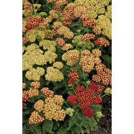 Achillea 'Strawberry Seduction' (Yarrow) Perennial, red flowers, #2 - Size Container