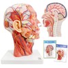 EVOTECH SCIENTIFIC Human Half Head Superficial Neurovascular Model with Musculature,