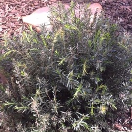 Spiked Zaatar Seeds (Thymbra spicata) Packet of 10 Seeds