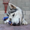 Kronch Lachsöl - Nahrungsergänzungsmittel für Hunde und Katzen - 250