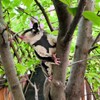 フクロモモンガ 牽引ロープ 小動物 モモンガ ハーネス リードセット ハムスター牽引ロープ 爬虫類 ハムスター お散歩
