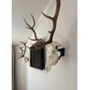 Top Rack: European Skull Mount Hangers Trophy Buck: Deer, Raging