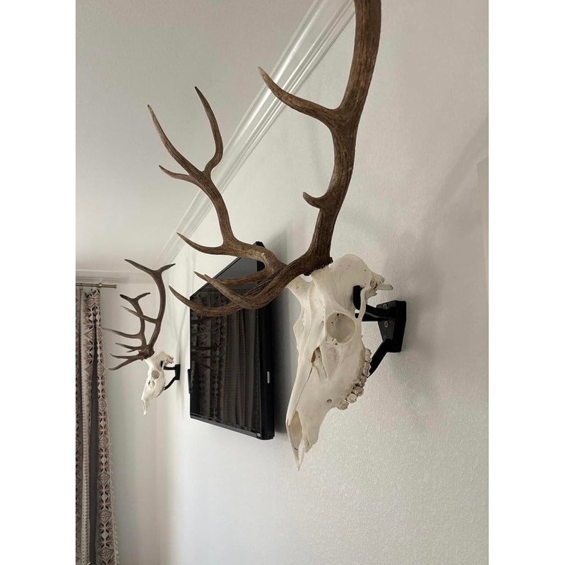 Top Rack: European Skull Mount Hangers Trophy Buck: Deer, Raging
