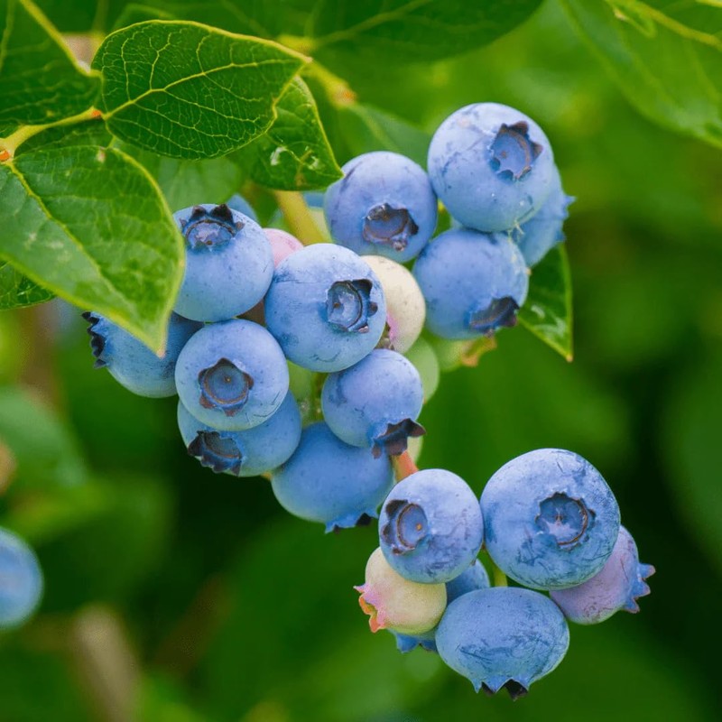 Eclectic Herb - Bilberry Capsules | Vision Health, Cardiovascular Support
