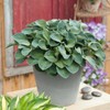 Hosta Roots - Blue Mouse Ears - 10 Roots -