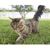 Mynwood Cat Jacket/Harness Green Combat Adult Cat