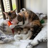FF UNION Catnip Cat Toy, 2 Pack Chicken Bird Interactive