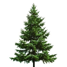 Sparkling Pine Premium Fragrance Oil, 16 Oz. Bottle