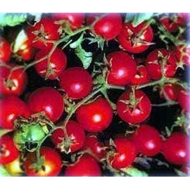 Bonsai Dwarf Red Cherry Tomato 35 Seeds - Hybrid