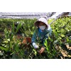 mita Sayama Tea, Hand-Picked Sayama, Premium Quality Sencha, 3.5 oz