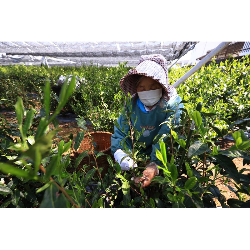 mita Sayama Tea, Hand-Picked Sayama, Premium Quality Sencha, 3.5 oz