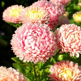 Outsidepride Pink Paeony Aster Seeds - 2000 Seeds