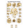 Sport-Tec Skull and Skull Bones Mini Poster Anatomy 34 x
