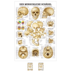 Sport-Tec Skull and Skull Bones Mini Poster Anatomy 34 x 24 cm Medical Teaching Aid