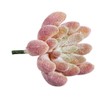 Rayher Echeveria 55752000 Mini Succulent 4 x 2.5 cm