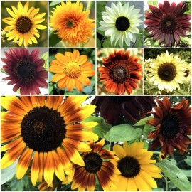 Axel's Garden Seeds Bulk Sunflower Mix for Planting | 1000+ Heirloom Non-GMO Sunflower Mix - 1 Ounce